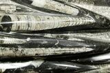 Polished Fossil Orthoceras (Cephalopod) Plate - Morocco #372647-1